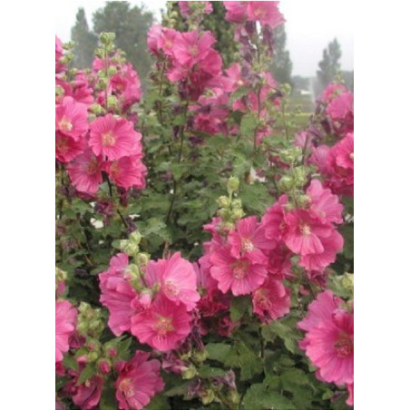 LAVATERA CHAMALLOW® (Lavatère ou Mauve en arbre)