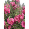 LAVATERA CHAMALLOW® (Lavatère ou Mauve en arbre)