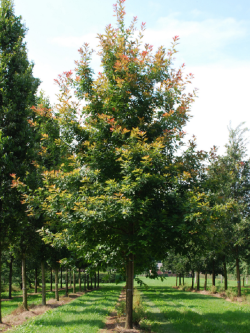 QUERCUS rubra