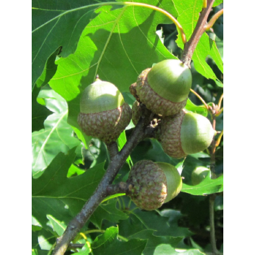 QUERCUS rubra (Chêne rouge d'Amérique)