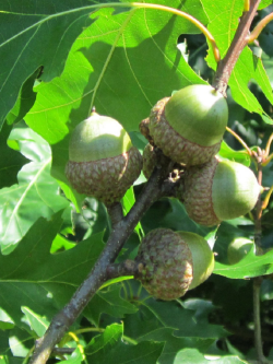 QUERCUS rubra