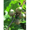 QUERCUS rubra (Chêne rouge d'Amérique)