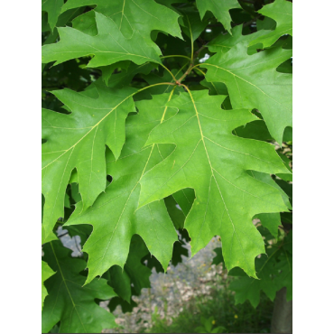 QUERCUS rubra (Chêne rouge d'Amérique)