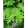 QUERCUS rubra (Chêne rouge d'Amérique)