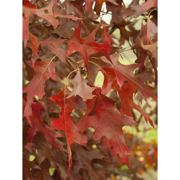 QUERCUS rubra (Chêne rouge d'Amérique)