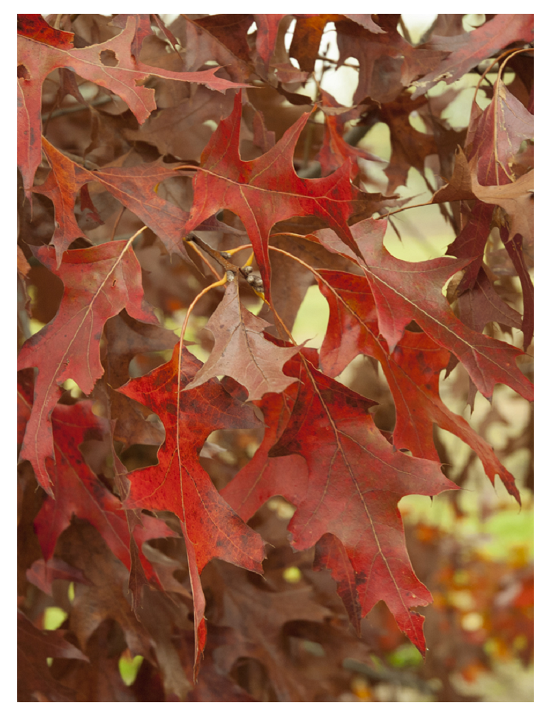 QUERCUS rubra (Chêne rouge d'Amérique)