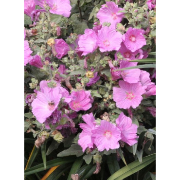 LAVATERA OLBIA ROSEA (Lavatère ou Mauve en arbre)