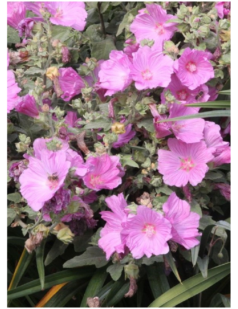 LAVATERA OLBIA ROSEA (Lavatère ou Mauve en arbre)