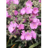 LAVATERA OLBIA ROSEA (Lavatère ou Mauve en arbre)