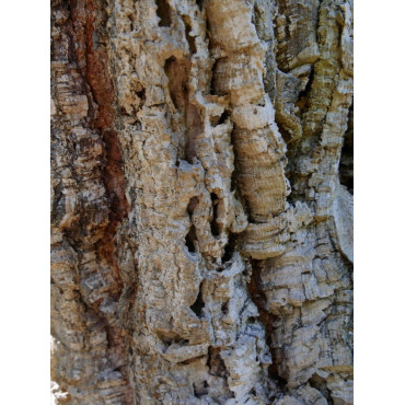 QUERCUS suber (Chêne liége, Corcier, Sûrier)