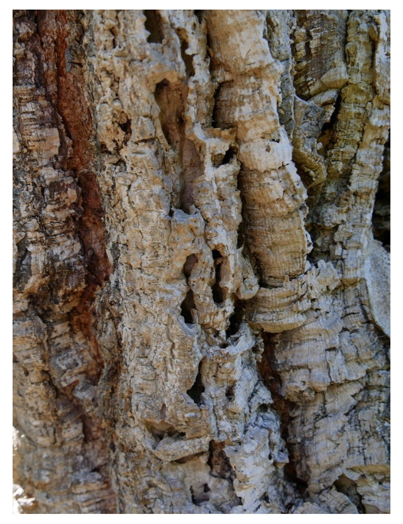 QUERCUS suber (Chêne liége, Corcier, Sûrier)