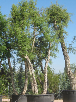 QUERCUS suber En pot cépée