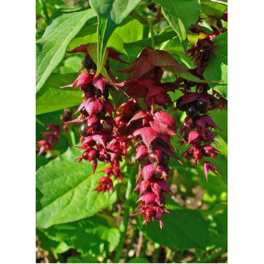 LEYCESTERIA formosa (Arbre aux faisans)