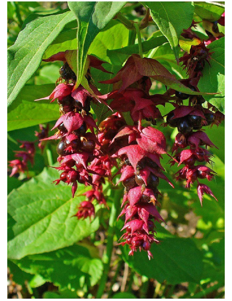 LEYCESTERIA formosa (Arbre aux faisans)