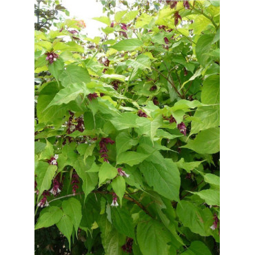 LEYCESTERIA formosa (Arbre aux faisans)