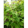 LEYCESTERIA formosa (Arbre aux faisans)