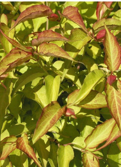 LEYCESTERIA formosa GOLDEN LANTERNS