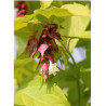 LEYCESTERIA formosa GOLDEN LANTERNS Notbruce (Arbre aux faisans)