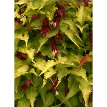 LEYCESTERIA formosa GOLDEN LANTERNS Notbruce (Arbre aux faisans)