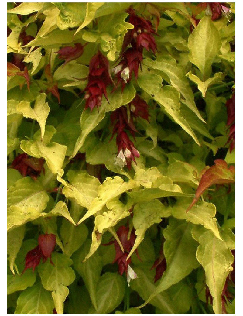 LEYCESTERIA formosa GOLDEN LANTERNS Notbruce (Arbre aux faisans)