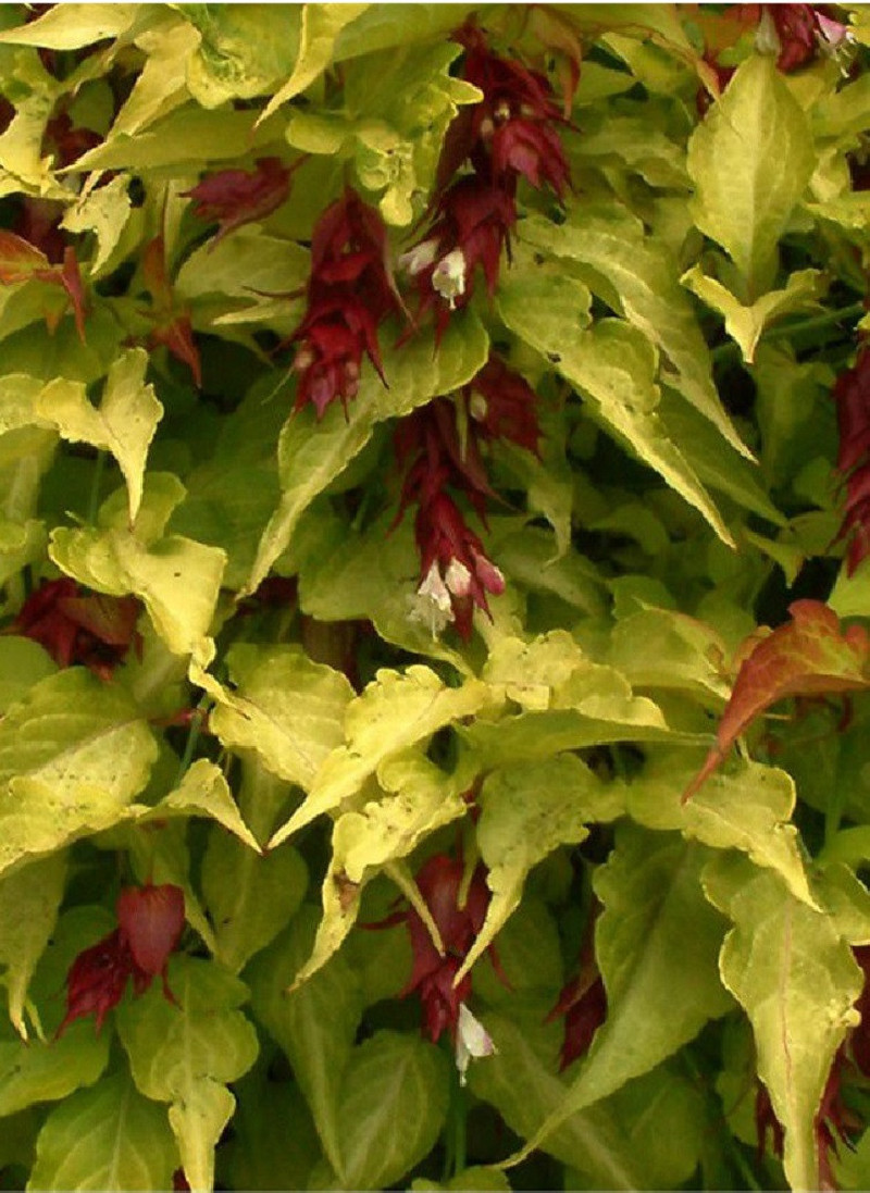 LEYCESTERIA formosa GOLDEN LANTERNS