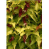 LEYCESTERIA formosa GOLDEN LANTERNS Notbruce (Arbre aux faisans)