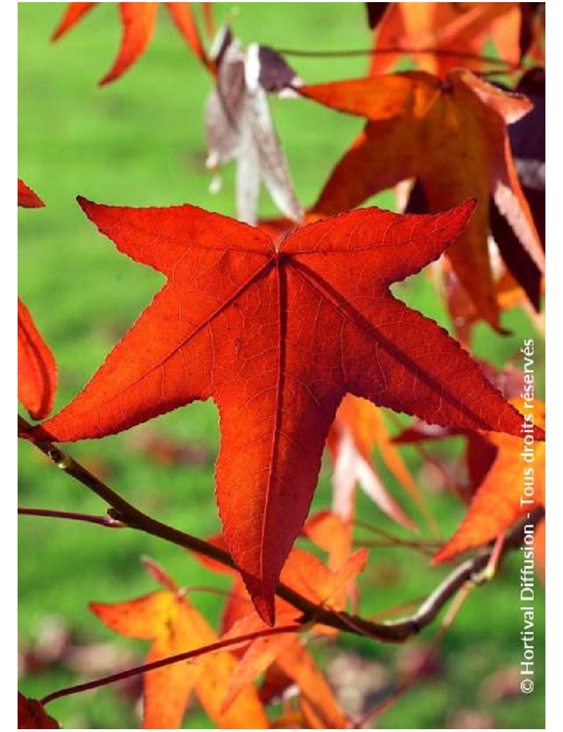 LIQUIDAMBAR styraciflua (Copalme d'Amérique)