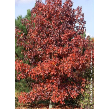 LIQUIDAMBAR styraciflua (Copalme d'Amérique)