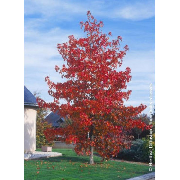 LIQUIDAMBAR styraciflua (Copalme d'Amérique)