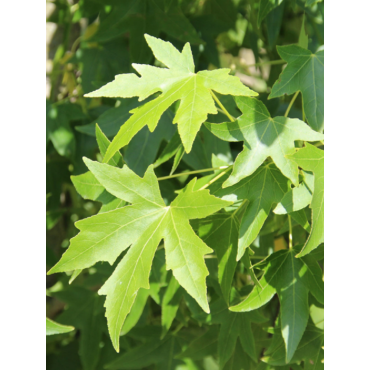 LIQUIDAMBAR styraciflua (Copalme d'Amérique)