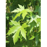 LIQUIDAMBAR styraciflua (Copalme d'Amérique)