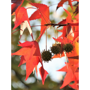 LIQUIDAMBAR styraciflua (Copalme d'Amérique)