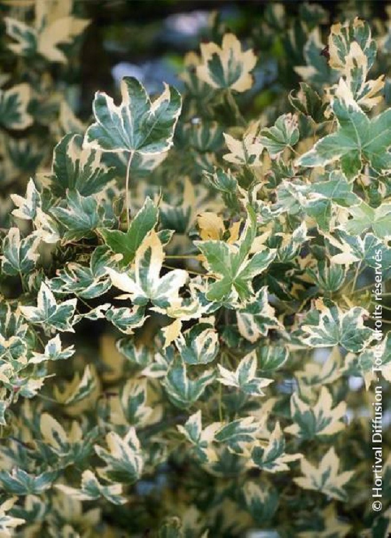 LIQUIDAMBAR styraciflua ALBOMARGINATA MANON