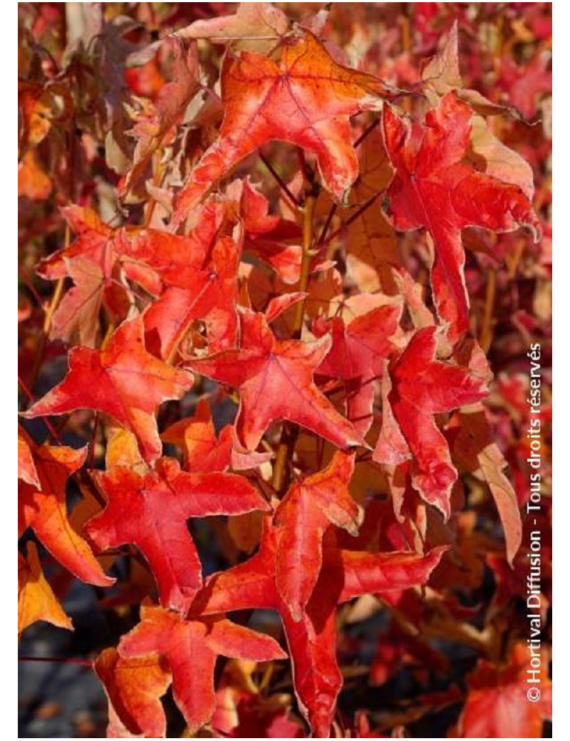 LIQUIDAMBAR styraciflua ALBOMARGINATA MANON (Copalme d'Amérique