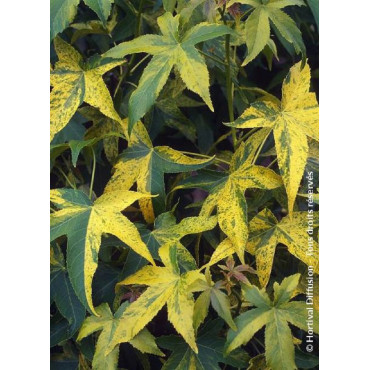 LIQUIDAMBAR styraciflua AUREA (Copalme d'Amérique doré)