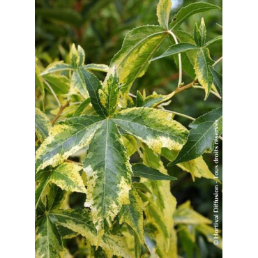 LIQUIDAMBAR styraciflua AUREA (Copalme d'Amérique doré)