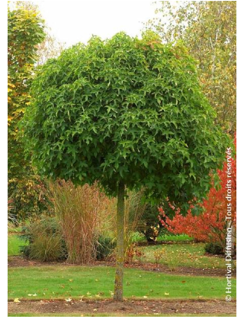 LIQUIDAMBAR styraciflua GUMBALL (Copalme d'Amérique Gumball)