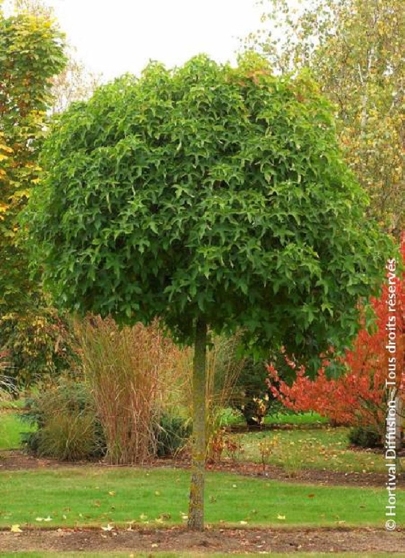 LIQUIDAMBAR styraciflua GUMBALL