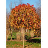 LIQUIDAMBAR styraciflua GUMBALL (Copalme d'Amérique Gumball)