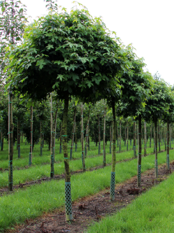 LIQUIDAMBAR styraciflua GUMBALL