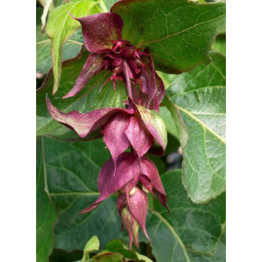 LEYCESTERIA formosa PURPLE RAIN (Arbre aux faisans)