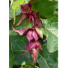 LEYCESTERIA formosa PURPLE RAIN (Arbre aux faisans)