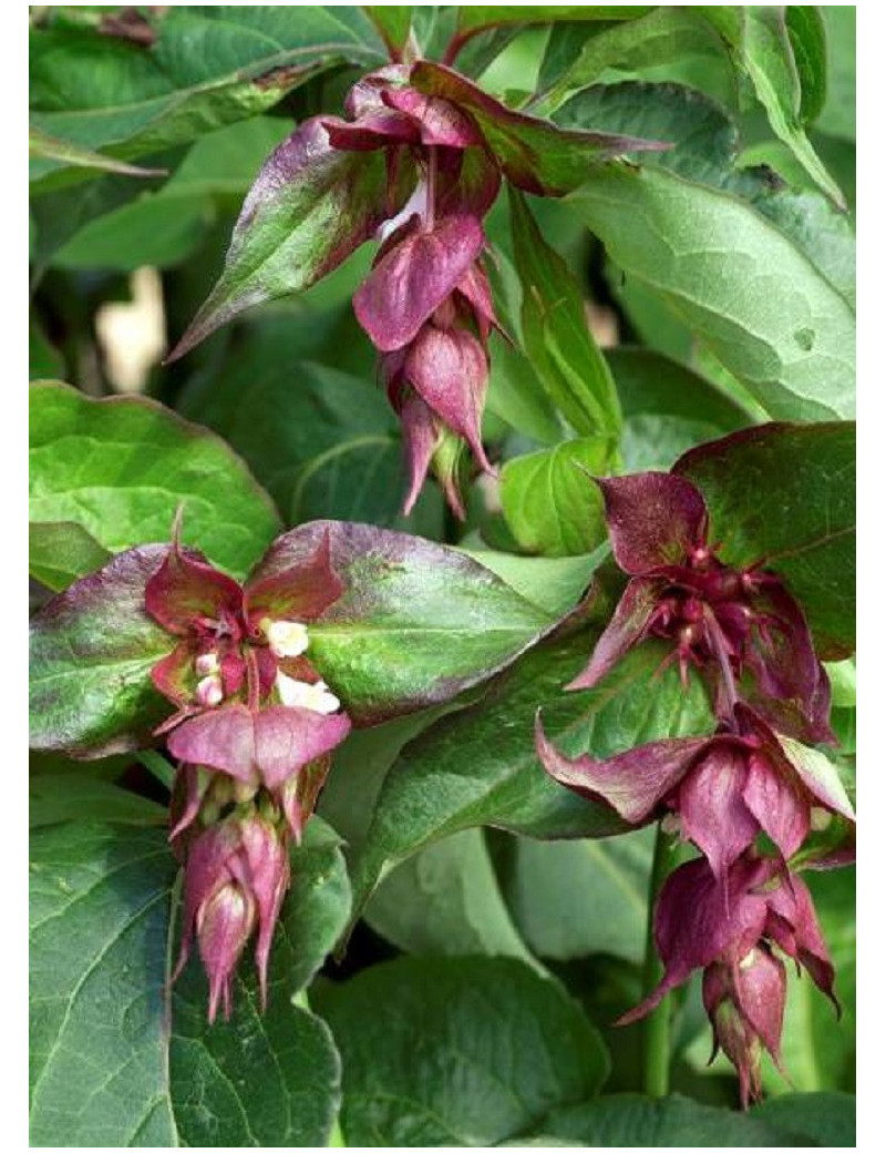 LEYCESTERIA formosa PURPLE RAIN (Arbre aux faisans)