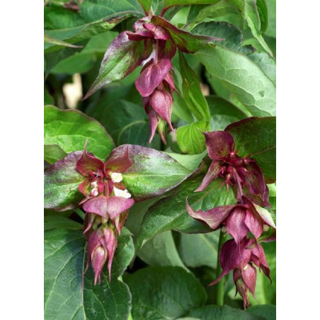 LEYCESTERIA formosa PURPLE RAIN (Arbre aux faisans)