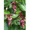 LEYCESTERIA formosa PURPLE RAIN (Arbre aux faisans)