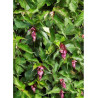 LEYCESTERIA formosa PURPLE RAIN (Arbre aux faisans)