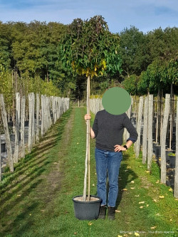 LIQUIDAMBAR styraciflua GUMBALL En pot de 25-30 litres tige hauteur du tronc 190-210 cm