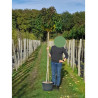 LIQUIDAMBAR styraciflua GUMBALL (Copalme d'Amérique Gumball) En pot de 25-30 litres forme tige hauteur du tronc 180-200 cm