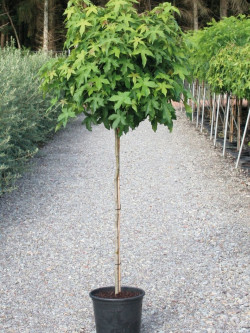 LIQUIDAMBAR styraciflua GUMBALL En pot de 15-20 litres tige hauteur du tronc 110-130 cm