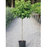 LIQUIDAMBAR styraciflua GUMBALL (Copalme d'Amérique Gumball) En pot de 15-20 litres forme tige hauteur du tronc 110-130 cm